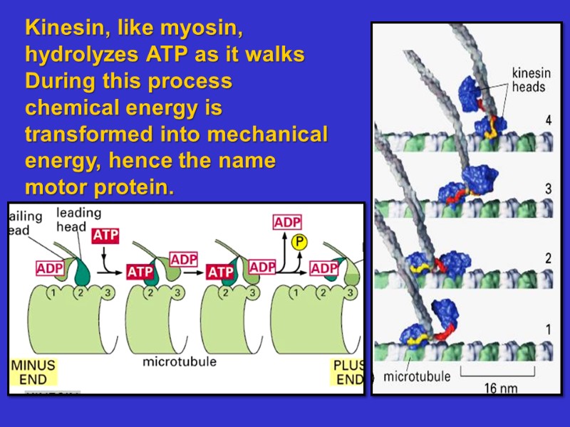 Kinesin, like myosin, hydrolyzes ATP as it walks During this process chemical energy is